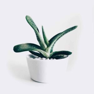 Home Boncellensis Secullant